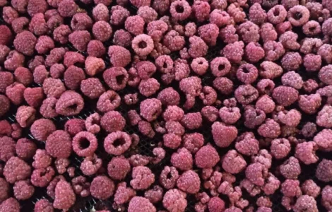 Продам малину сушену