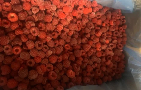 Куплю малину та інші ягоди