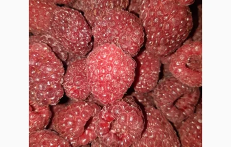 Куплю малину свежую с поля. Урожая 2025года