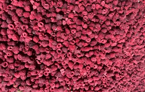 Продам малину грис