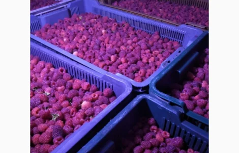 Продам свіжу малину в об'ємі