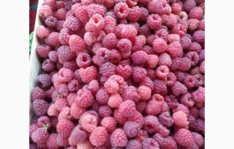 Підприємство з заморозки і переробки купить малину