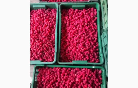 Куплю малину ремонтантних сортів свіжу і заморожену