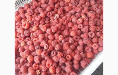 Купимо малину ремонтантну