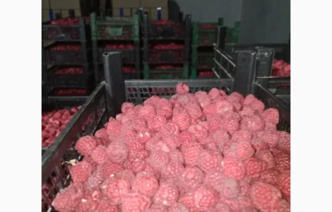 Закуповуємо малину на заморозку в будь якому об'ємі