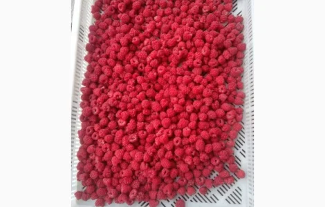 Закуповуємо малину на заморозку і переробку