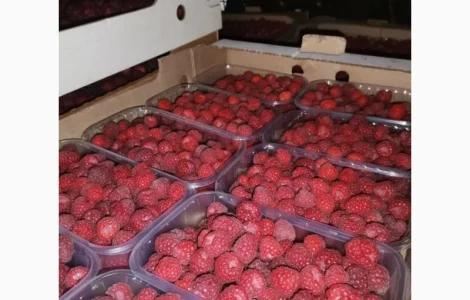 Дорого купим малину