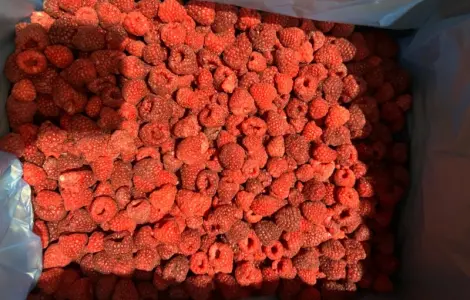 Продам малину оригинал