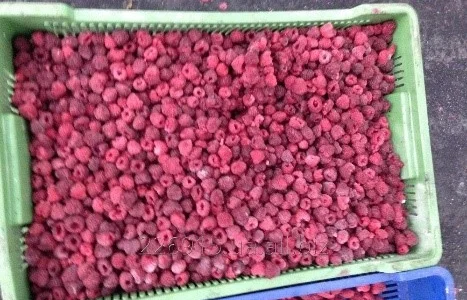 Продам заморожену малину від 20 тон