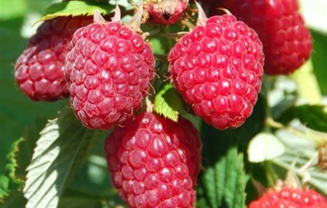 Куплю малину оптом від 10 тонн