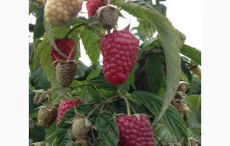 Куплю ягоди на заморозку : малина