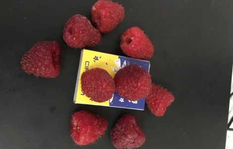 Продам малину