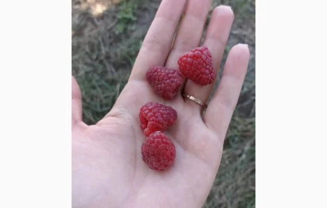 Малина на заморозку