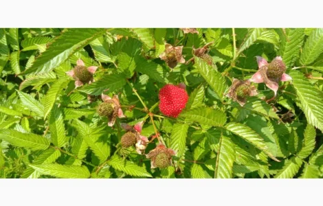 Куплю малину свіжу