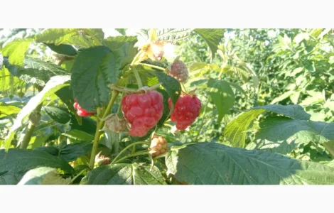 Куплю оптом малину