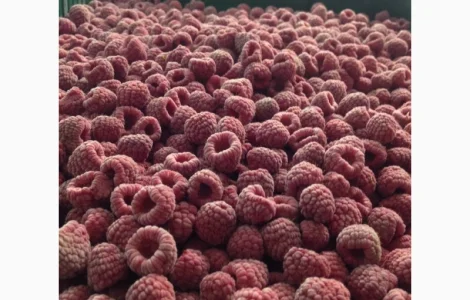 Куплю МАЛИНУ !!! Закупка МАЛИНЫ