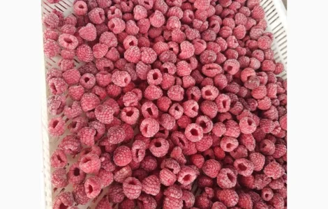 Продам МАЛИНУ замороженную