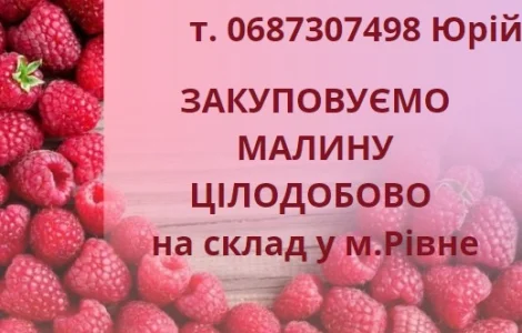 Закуповуємо свіжу малину