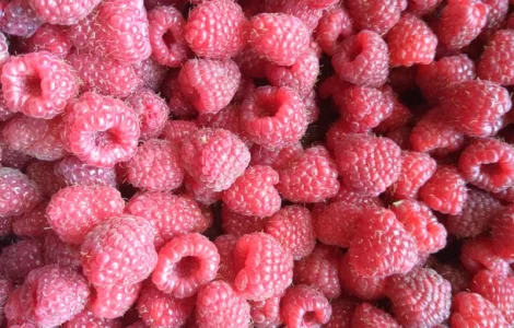 Купуємо малину