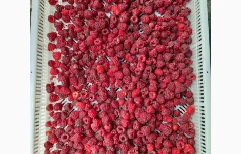 Куплю малину на заморозку