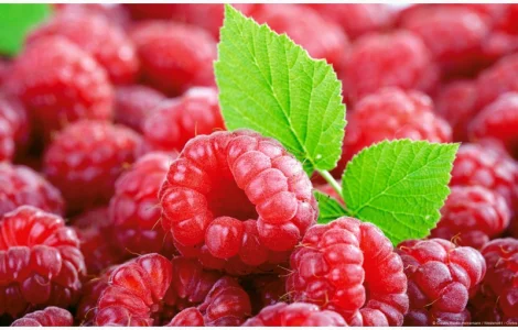 Закупляємо ОПТОМ свіжу ягоду малини на постійній основі