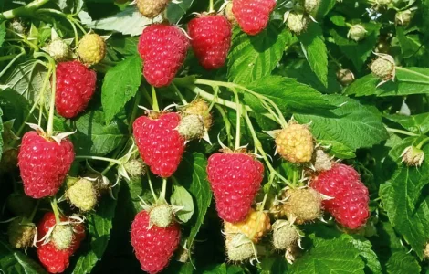 Купуємо малину оптом на заморозку від 5 тонн