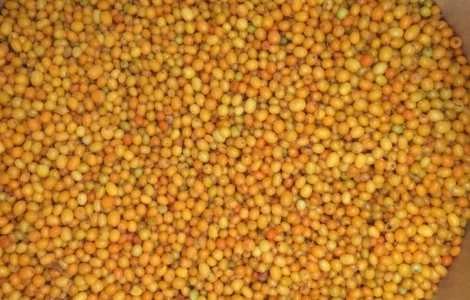 Облепиха шоковой заморозки