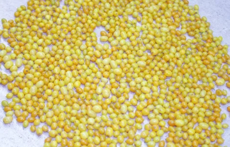 Обліпиха заморожена Б - клас