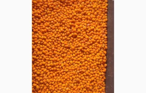 Продам заморожену обліпиху обʼєм 20т