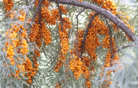 Обліпиха ягода заморожена на гілці ЕКО без хімічної обробки Перешлю