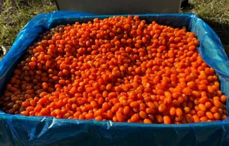 Продам обліпиху висшого сорту заморожену (Китай)