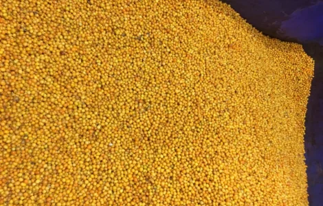 Продам обліпиху