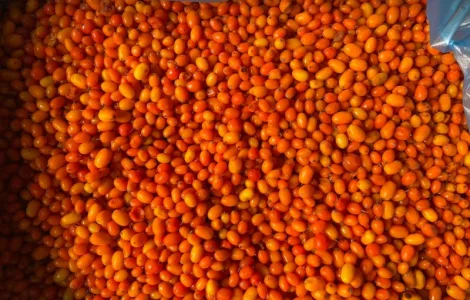 Заморожена обліпиха