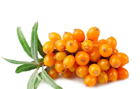 Куплю обліпиху ягоду на гілці