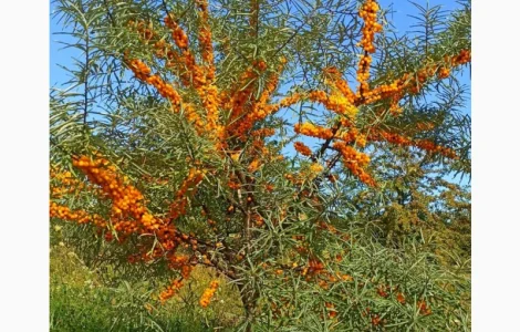 Куплю обліпиху на гілці та без