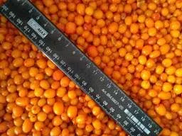 Продам обліпиху від 5 тон