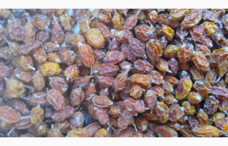 Продам суху ягоду Обліпихи