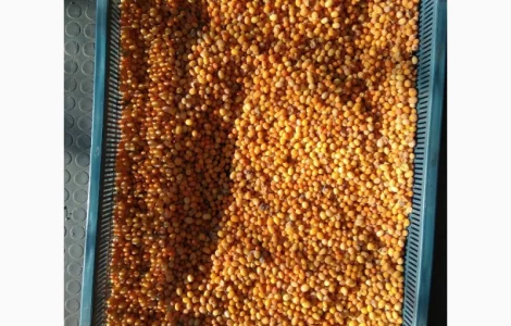 Продам обліпиху, облепиху