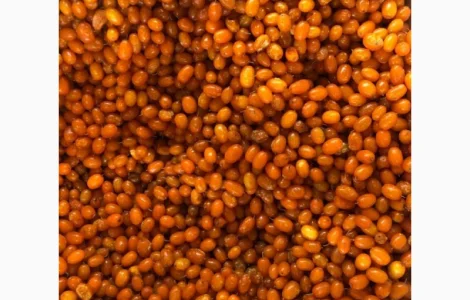 Купимо заморожену обліпиху від 10 тон оптом