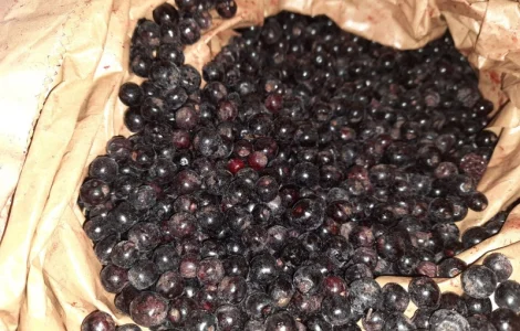 Арония черноплодная рябина