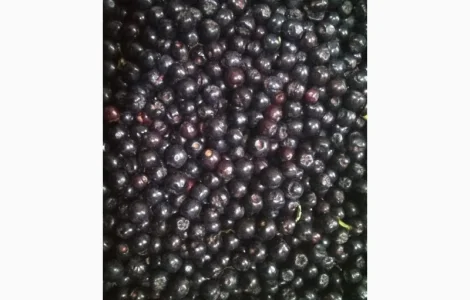 Рябина черная замороженная