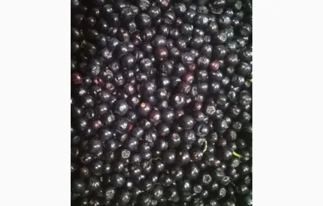 Рябина черная замороженная
