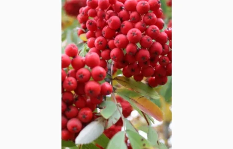 КУПИМ СУХУЮ ЯГОДУ красной рябины, шиповник, боярышник.Самовывоз от 500 кг
