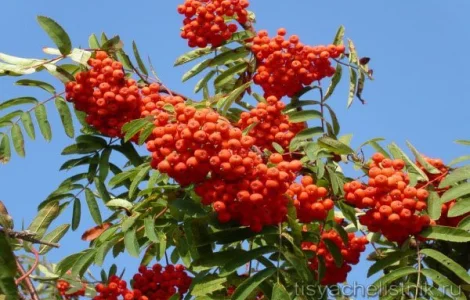 Горобина червона свіжа/ заморожена