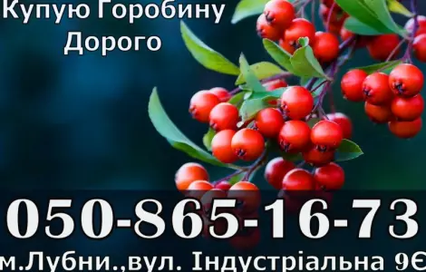 Закупаем ягоду рябины!Дорого