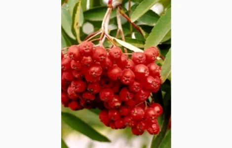 Закупаем сухие ягоды рябины