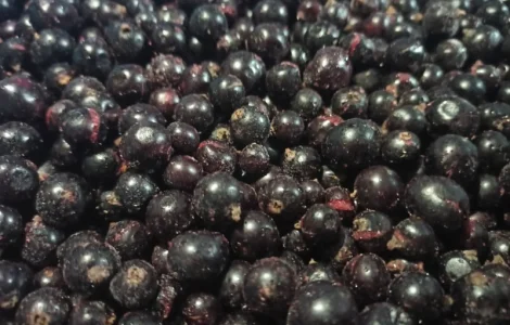 Куплю смородину заморожену