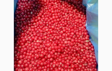 Куплю порічку заморожену