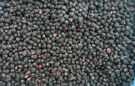 Куплю Смородину замороженную