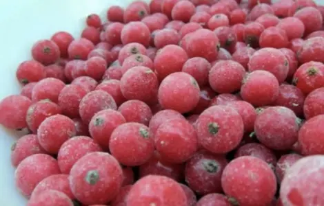 Куплю порічку заморожену